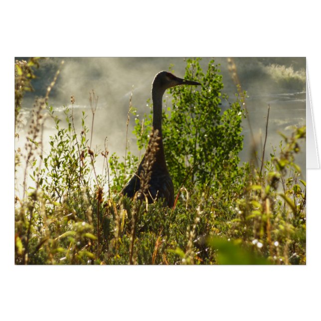 Sandhill Crane bei Moose Ponds in Grand Teton (Vorderseite (Horizontal))