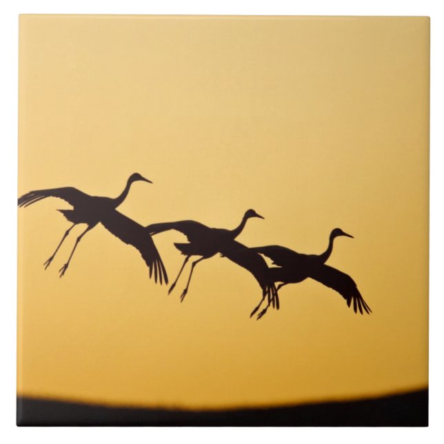 Sandhill Crane bei Sonnenuntergang Fliese (Vorderseite)