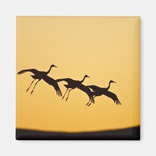 Sandhill Crane bei Sonnenuntergang Magnet