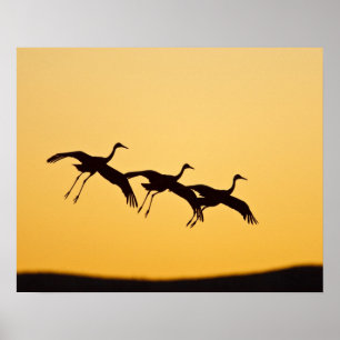 Sandhill Crane bei Sonnenuntergang Poster