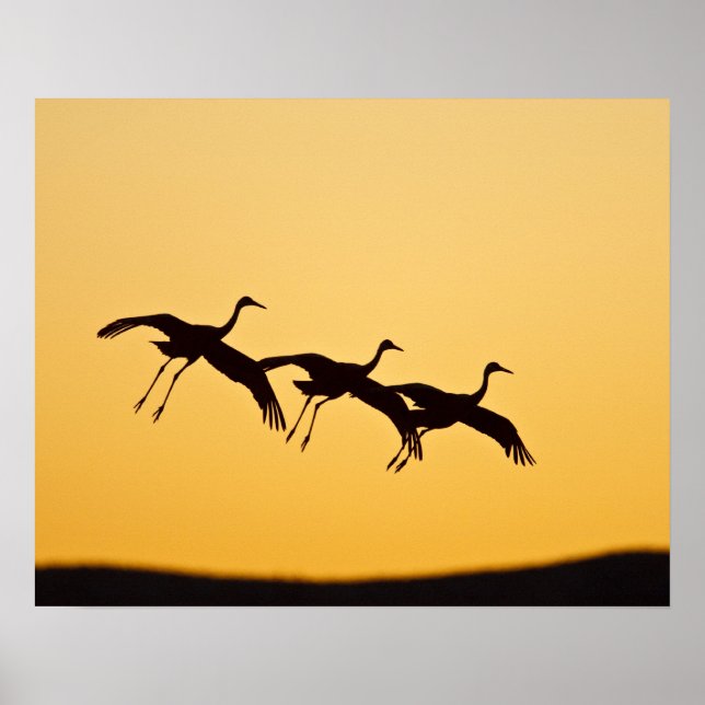Sandhill Crane bei Sonnenuntergang Poster (Vorne)