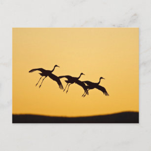 Sandhill Crane bei Sonnenuntergang Postkarte