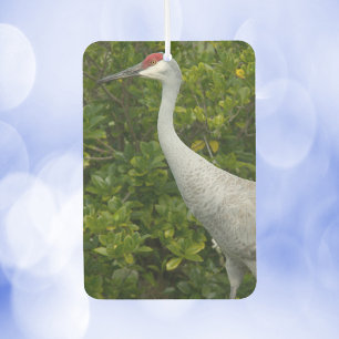 Sandhill Crane Bird Green Foto Autolufterfrischer