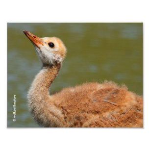Sandhill Crane Colt Fotodruck