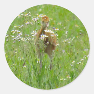 Sandhill Crane Colt (Küken) Flachkarte Runder Aufkleber