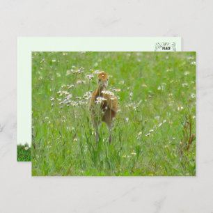 Sandhill Crane Colt (Küken) Postkarte