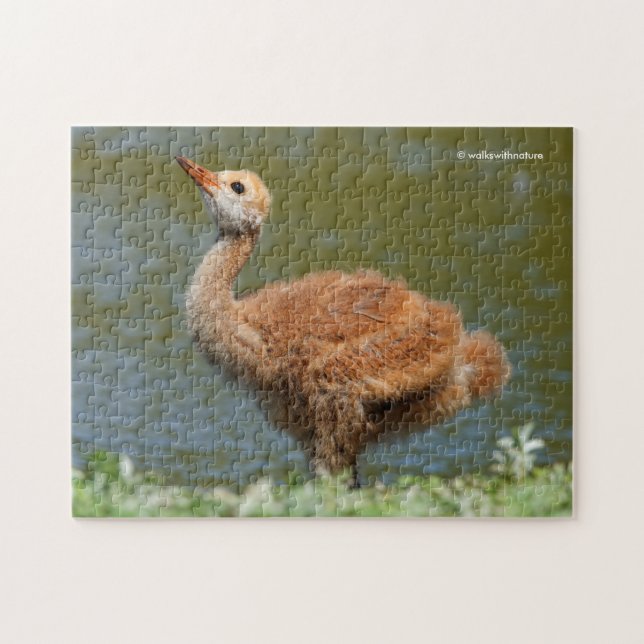 Sandhill Crane Colt Puzzle (Horizontal)