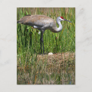Sandhill Crane & Egg Postkarte