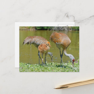 Sandhill Crane Eltern und Küken Postkarte