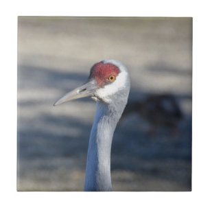 Sandhill Crane Fliese
