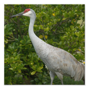 Sandhill Crane Foto
