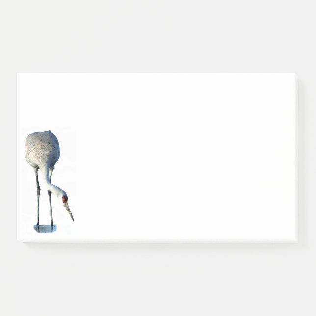 Sandhill Crane Foto Stationery 10x6 Hinweise Post-it Klebezettel (Vorderseite)