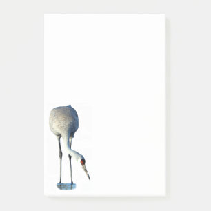 Sandhill Crane Foto Stationery 4x6 Nachhinweise Post-it Klebezettel