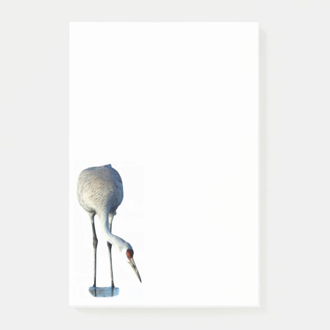 Sandhill Crane Foto Stationery 4x6 Nachhinweise Post-it Klebezettel (Vorderseite)