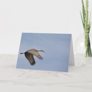 Sandhill Crane Grußkarte Karte