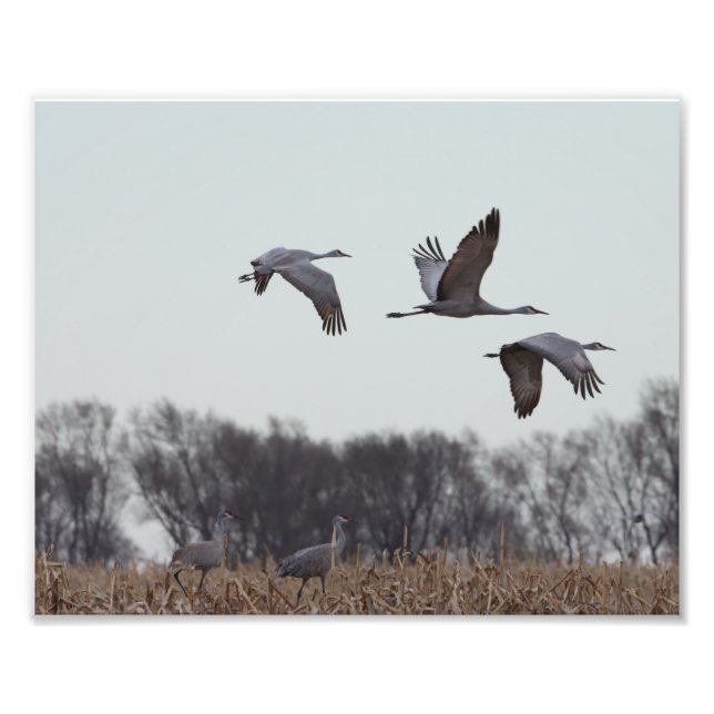 Sandhill Crane im Flug Fotodruck (Vorne)