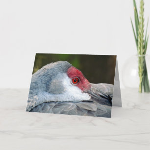 Sandhill Crane Karte