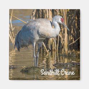 Sandhill Crane Magnet