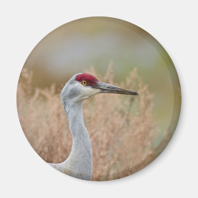 Sandhill Crane Magnet (Vorne)