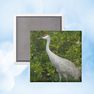 Sandhill Crane Nature Bird Foto Magnet