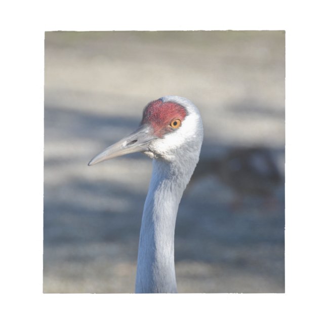 Sandhill Crane Notizblock (Vorderseite)