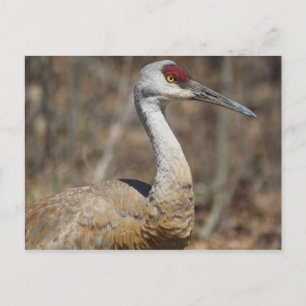 Sandhill Crane Postcard Postkarte