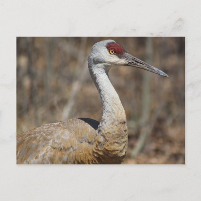 Sandhill Crane Postcard Postkarte (Vorderseite)