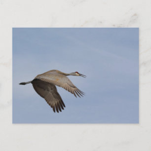 Sandhill Crane Postcard Postkarte