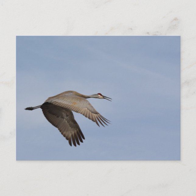 Sandhill Crane Postcard Postkarte (Vorderseite)