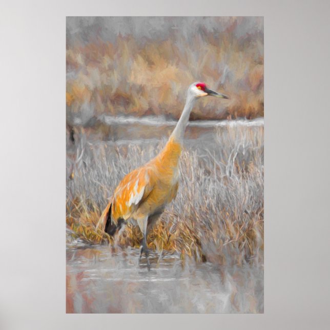 Sandhill Crane Poster (Vorne)