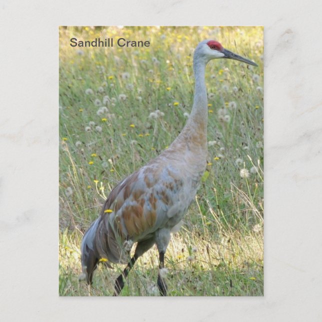 Sandhill Crane Postkarte (Vorderseite)
