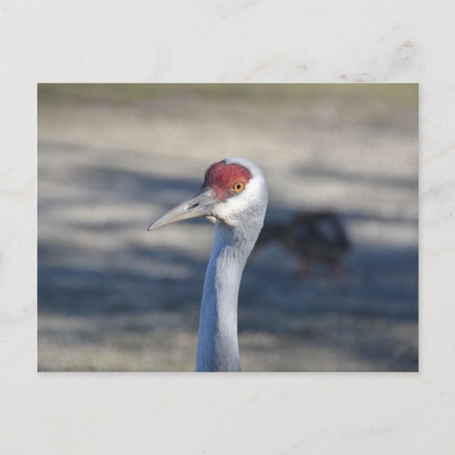 Sandhill Crane Postkarte (Vorderseite)