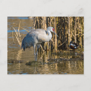 Sandhill Crane Postkarte