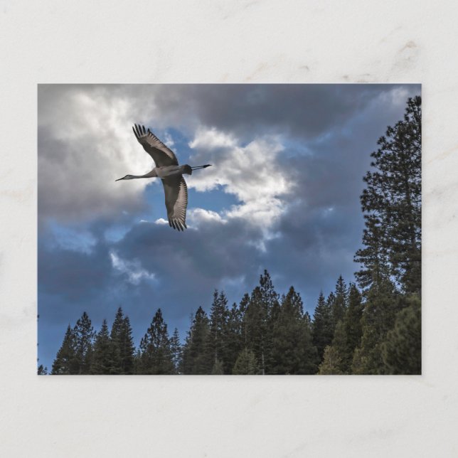 SANDHILL CRANE POSTKARTE (Vorderseite)