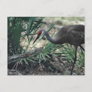 Sandhill Crane Postkarte