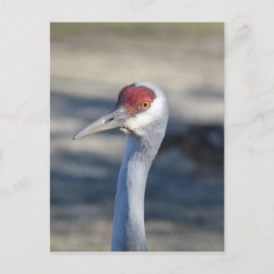 Sandhill Crane Postkarte