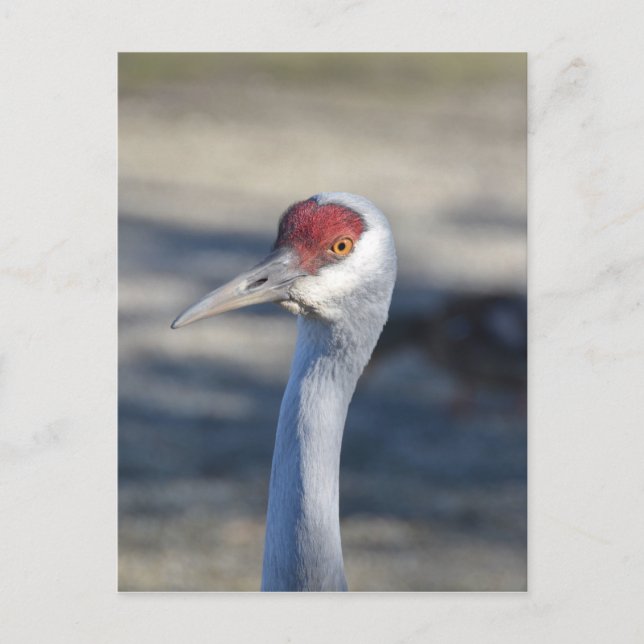 Sandhill Crane Postkarte (Vorderseite)