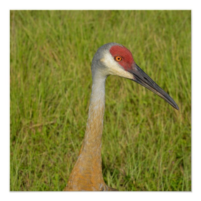 Sandhill Crane Side View Nah Up Foto Poster (Vorderseite)