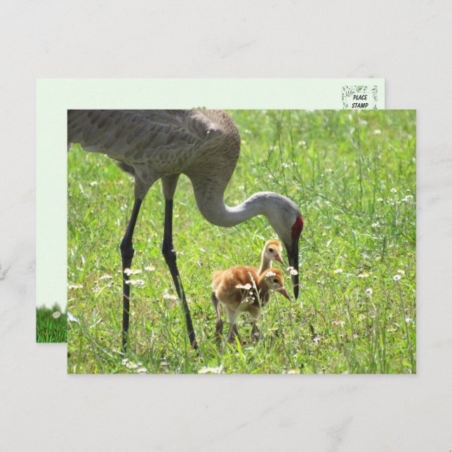 Sandhill Crane und 2 Colts (Küken) Postkarte (Vorne/Hinten)