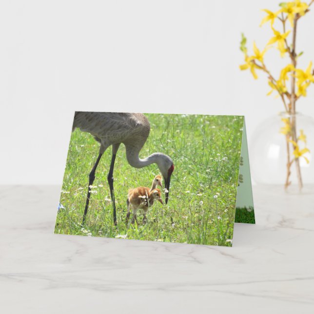 Sandhill Crane und Colt (Küken) im Feld Blume Karte (Gelbe Blume)
