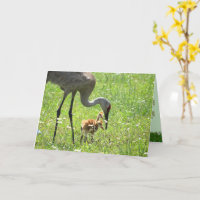 Sandhill Crane und Colt (Küken) im Feld Blume