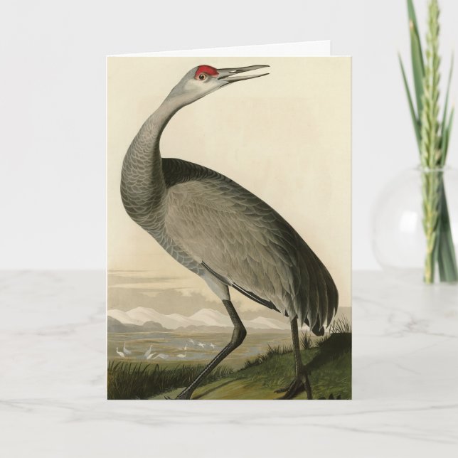 Sandhill Crane von Audubons Vögeln von Amerika Karte (Vorderseite)