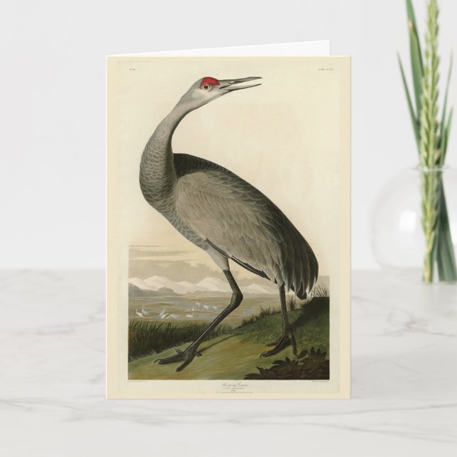 Sandhill Crane von Audubons Vögeln von Amerika Karte (Vorderseite)