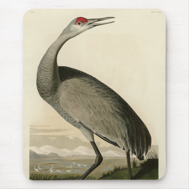 Sandhill Crane von Audubons Vögeln von Amerika Mousepad (Vorne)