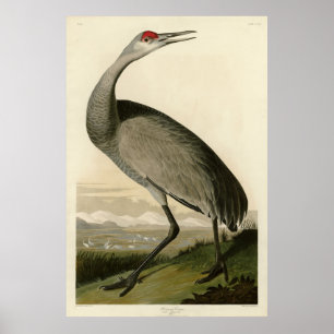 Sandhill Crane von Audubons Vögeln von Amerika Poster