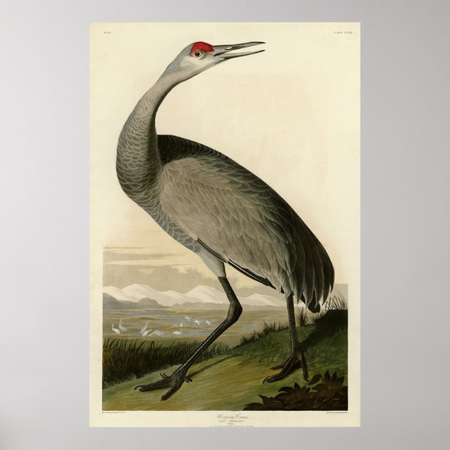 Sandhill Crane von Audubons Vögeln von Amerika Poster (Vorne)