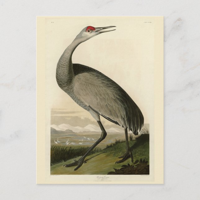 Sandhill Crane von Audubons Vögeln von Amerika Postkarte (Vorderseite)