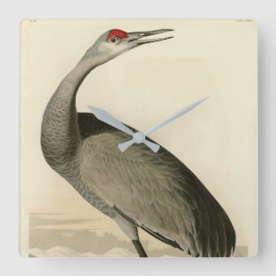 Sandhill Crane von Audubons Vögeln von Amerika Quadratische Wanduhr