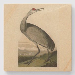 Sandhill Crane von Audubons Vögeln von Amerika Steinuntersetzer