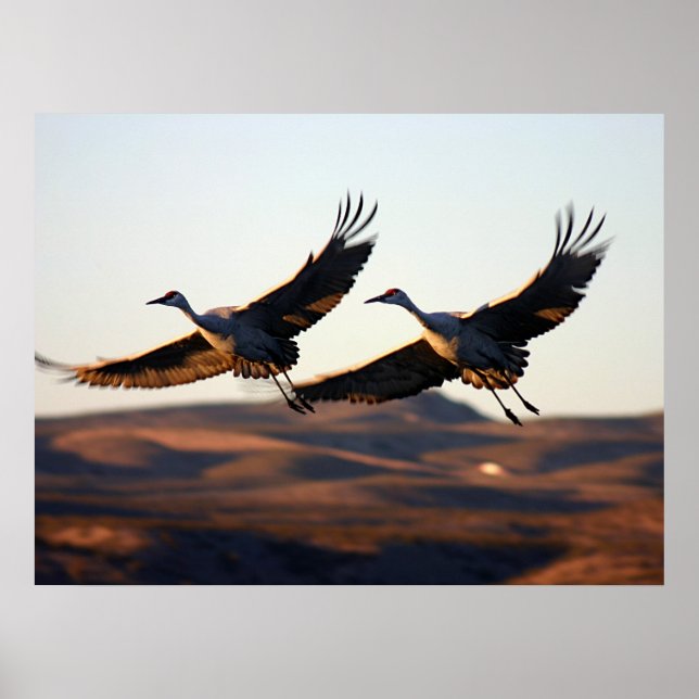 Sandhill Cranes am Morgen Poster (Vorne)